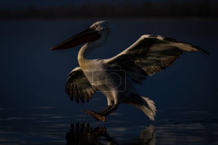 Pelícano dálmata a punto de aterrizar en el lago