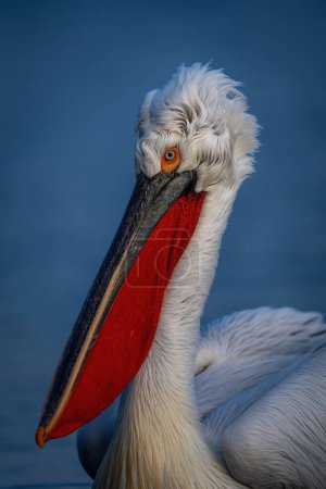 Nahaufnahme von Hals und Kopf des Pelikans