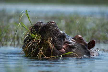 Foto de Hipopótamo masticando hierba en el río bajo el sol - Imagen libre de derechos