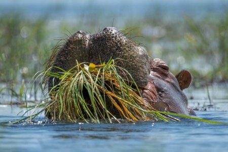 Photo for Hippo eating grass in river in sunshine - Royalty Free Image