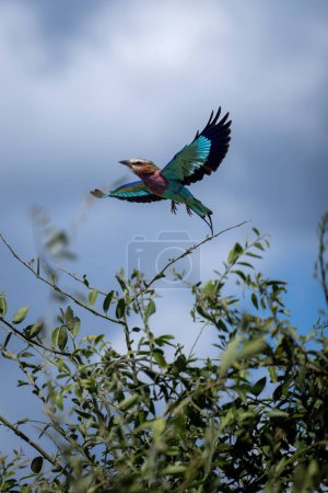 Photo for Lilac-breasted roller flies from tree in sunshine - Royalty Free Image