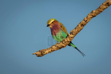 Photo for Lilac-breasted roller cocks head on dead branch - Royalty Free Image