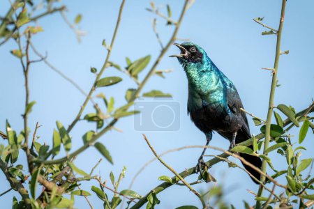 Photo for Greater blue-eared starling squawks from leafy bush - Royalty Free Image