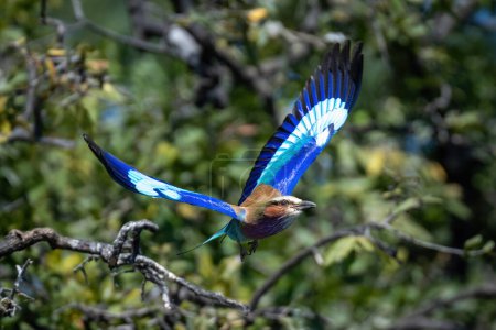Lilac-breasted roller flies past foliage lifting wings