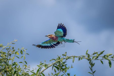 Photo for Lilac-breasted roller flies past tree in sunshine - Royalty Free Image