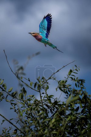 Photo for Lilac-breasted roller flies past tree raising wings - Royalty Free Image