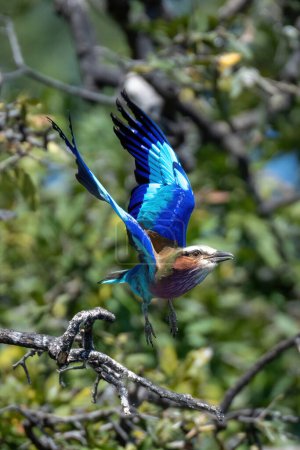 Photo for Lilac-breasted roller flies past tree lifting wings - Royalty Free Image