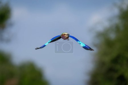Lilac-breasted roller flies towards camera flapping wings
