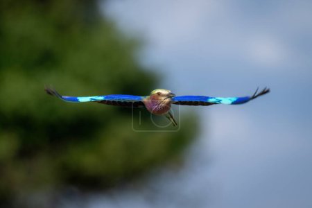 Fliederroller fliegt an Bäumen vorbei, die Flügel ausstrecken