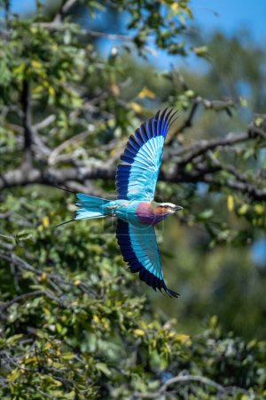 Photo for Lilac-breasted roller flying past tree spreading wings - Royalty Free Image