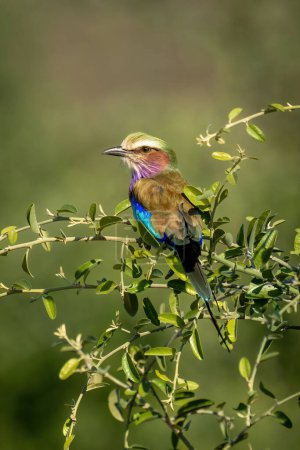 Lilac-breasted roller in sunshine on leafy bush