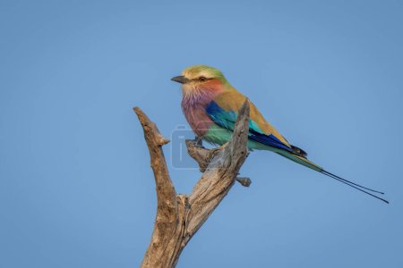 Photo for Lilac-breasted roller on forked branch in profile - Royalty Free Image