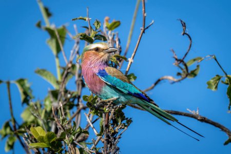 Photo for Lilac-breasted roller on leafy branch turning head - Royalty Free Image
