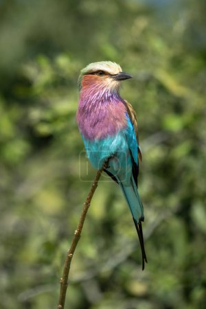 Photo for Lilac-breasted roller on thin twig with catchlight - Royalty Free Image