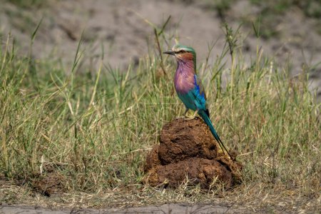Photo for Lilac-breasted roller stands on sunlit elephant dung - Royalty Free Image