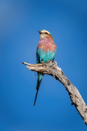 Photo for Lilac-breasted roller turns head on dead branch - Royalty Free Image