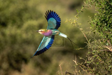 Photo for Lilac-breasted roller with catchlight flies from bush - Royalty Free Image