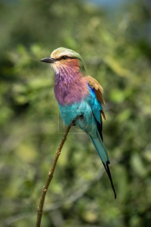 Photo for Lilac-breasted roller with catchlight near thick bushes - Royalty Free Image