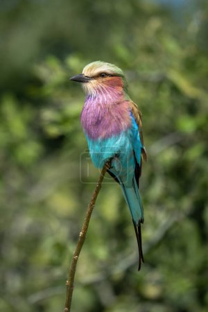 Photo for Lilac-breasted roller with catchlight on thin branch - Royalty Free Image