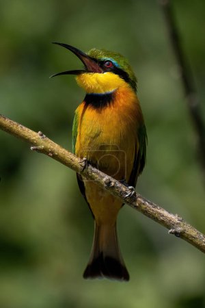 Little bee-eater on diagonal branch opens beak