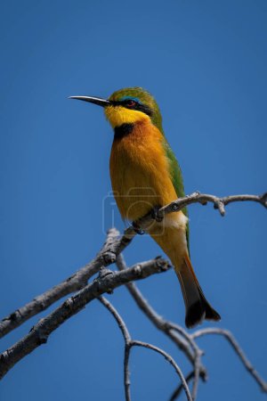 Photo for Little bee-eater on twisted branches with catchlight - Royalty Free Image