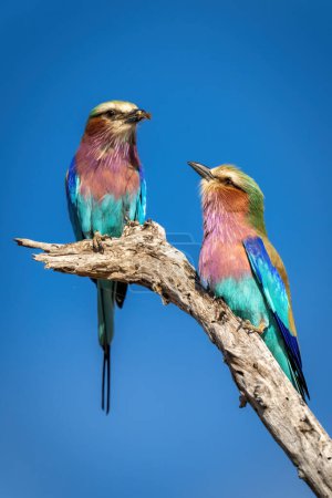 Photo for Male and female lilac-breasted rollers on stump - Royalty Free Image