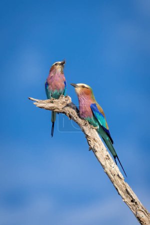 Photo for Male and female lilac-breasted rollers on branch - Royalty Free Image