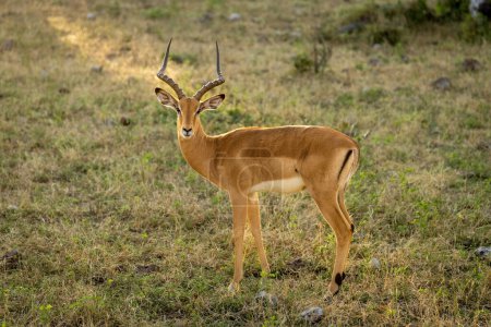 Photo for Male common impala stands turning towards camera - Royalty Free Image