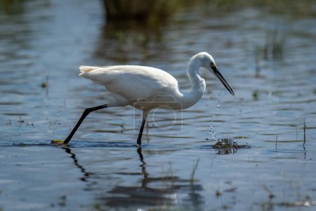 Photo for Little egret stands pulling beak from river - Royalty Free Image
