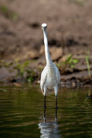 Photo for Little egret wades through shallows facing camera - Royalty Free Image