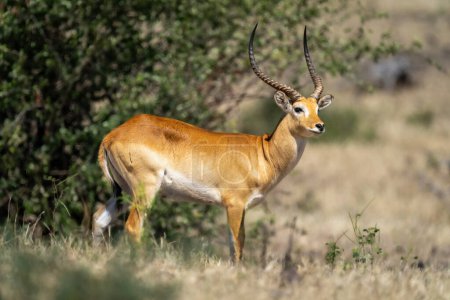 Photo for Male red lechwe stands turning towards camera - Royalty Free Image