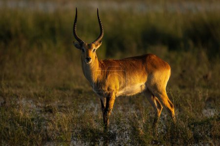 Photo for Male red lechwe stands in floodplain staring - Royalty Free Image