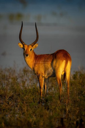 Photo for Male red lechwe stands staring in floodplain - Royalty Free Image