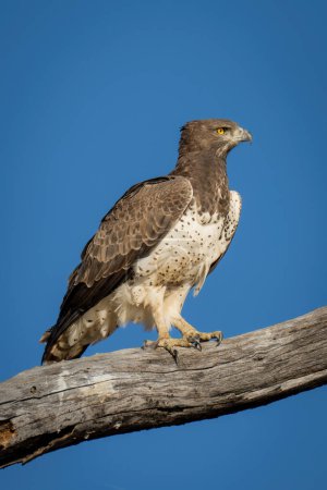 Martial eagle on branch with blue sky