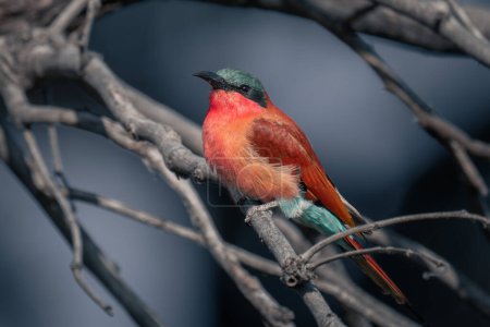 Photo for Southern carmine bee-eater with catchlight in branches - Royalty Free Image