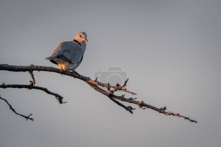 Téléchargez les photos : Colombe à collier sur la branche à la lumière chaude - en image libre de droit