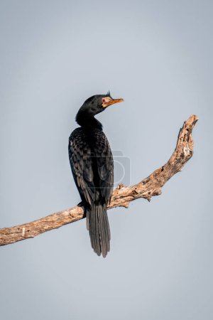 Photo for Reed cormorant on dead branch with catchlight - Royalty Free Image