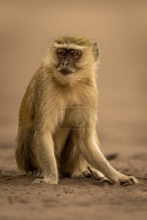 Photo for Vervet monkey sitting on sand watching camera - Royalty Free Image