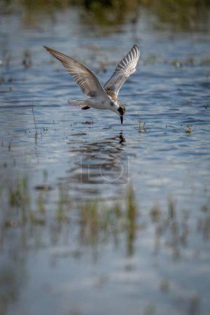 Photo for Whiskered tern dives for fish in water - Royalty Free Image