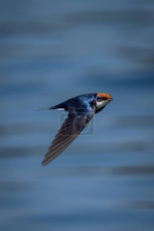 Wire-tailed swallow with catchlight flies across river