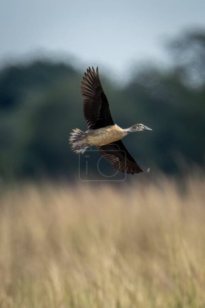 Photo for White-faced whistling-duck glides past with wings spread - Royalty Free Image