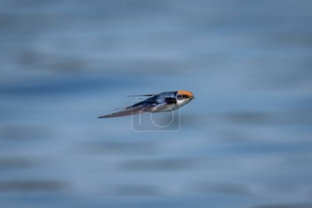 Wire-tailed swallow with catchlight flying across river