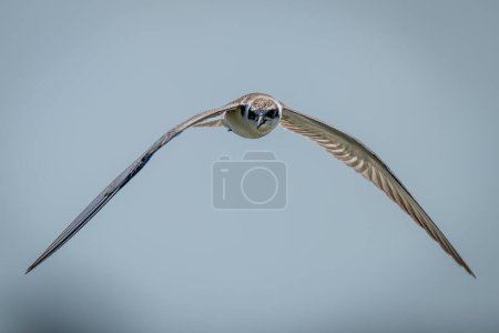Foto de Whiskered tern vuela hacia la cámara bajo el sol - Imagen libre de derechos
