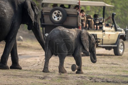 Téléchargez les photos : Jeep pour éléphant de brousse et veau d'Afrique - en image libre de droit