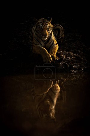 Téléchargez les photos : Le tigre du Bengale se trouve près du reflet de coulée de trou d'eau - en image libre de droit