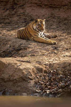Foto de Tigre de Bengala yace bajo el sol cerca del abrevadero - Imagen libre de derechos