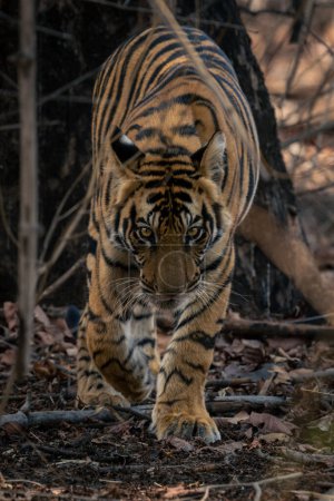 Foto de Tigre de Bengala camina hacia la cámara a través del bosque - Imagen libre de derechos