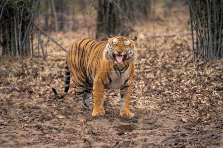 Foto de Los puestos de tigre de Bengala muestran la respuesta de Flehmen - Imagen libre de derechos
