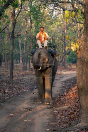 Téléchargez les photos : Éléphant domestique avec mahout stands levant le tronc - en image libre de droit