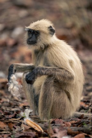 Photo for Northern plains gray langur sits holding cotton - Royalty Free Image